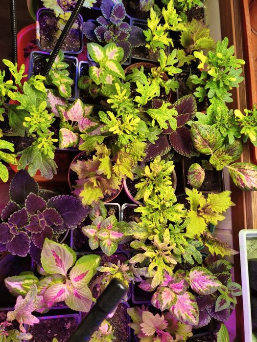 Колеусы в ассортименте