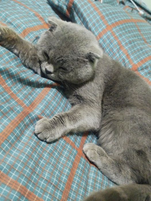 Skottish fold 1 yosh