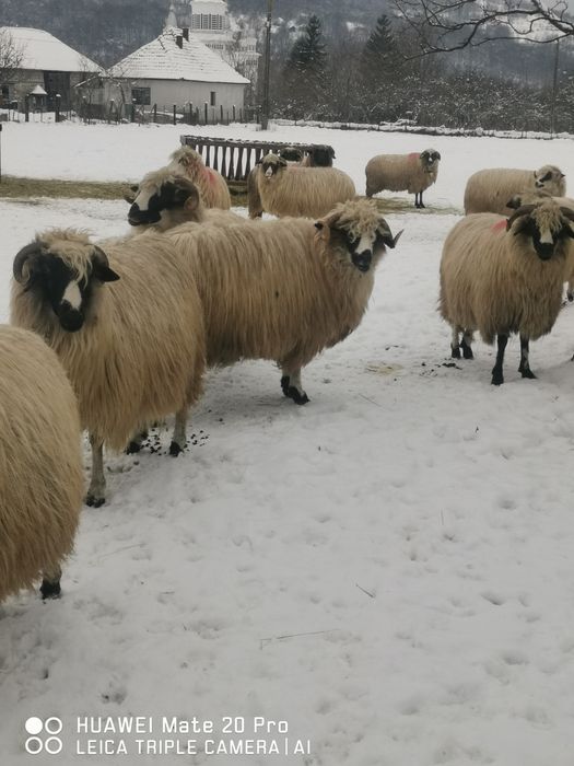 Vând oi breze 30 buc
