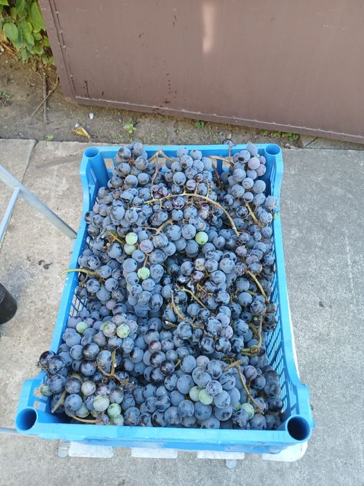 Struguri  proaspeți bio