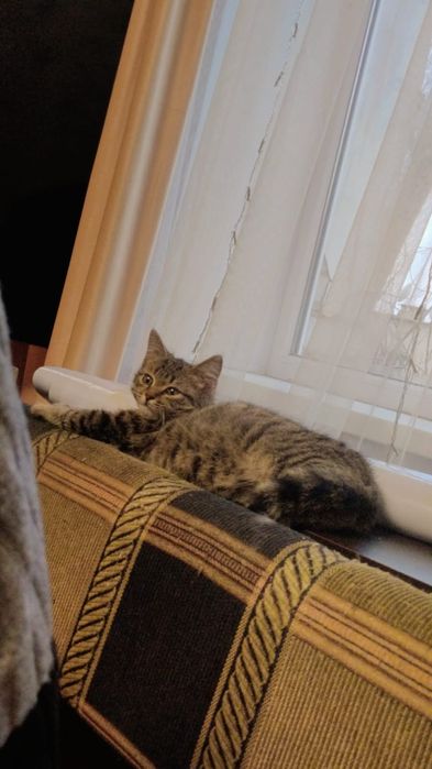 Отдам в добрые руки