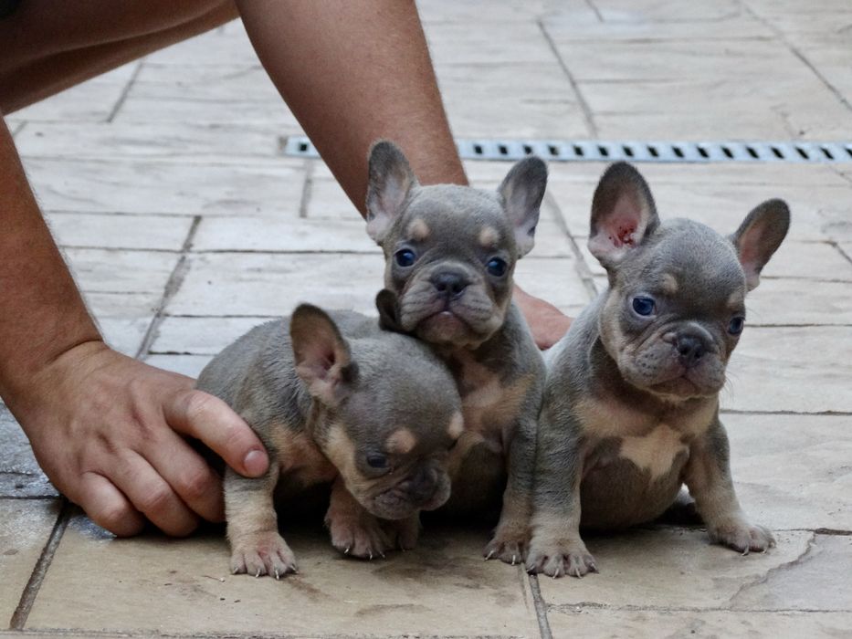 Френски булдог; Frenchies