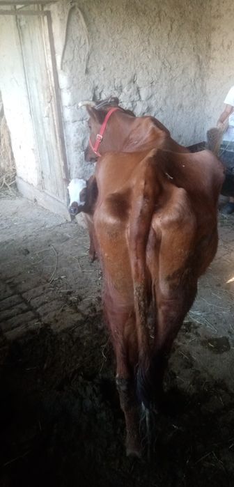 Жондор калсо олдида