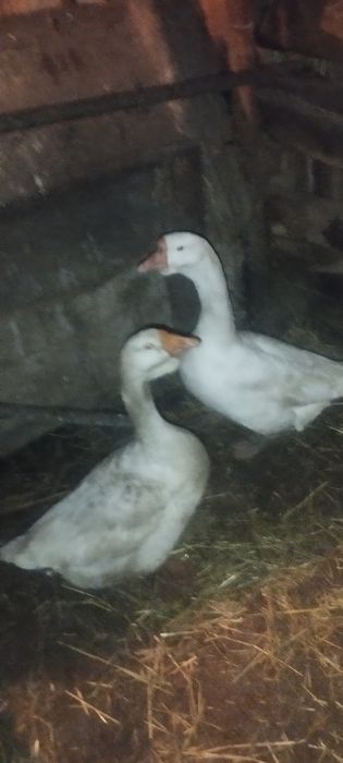 Продам     гусей