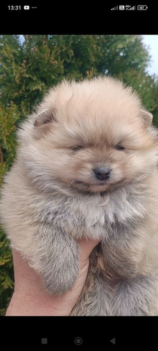 Померан/Померани