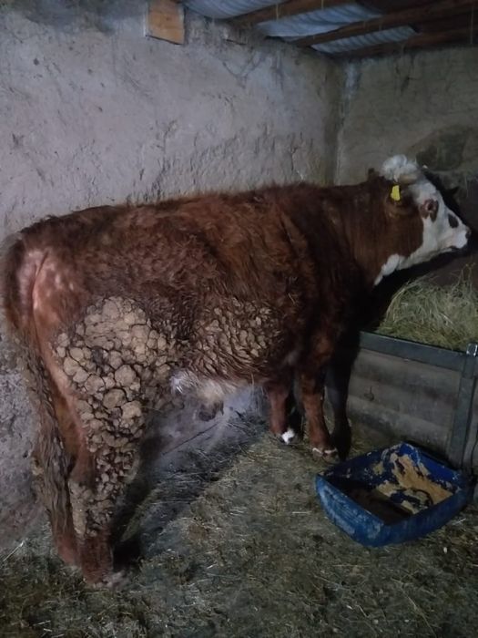 Продам бычка(тайогиз)