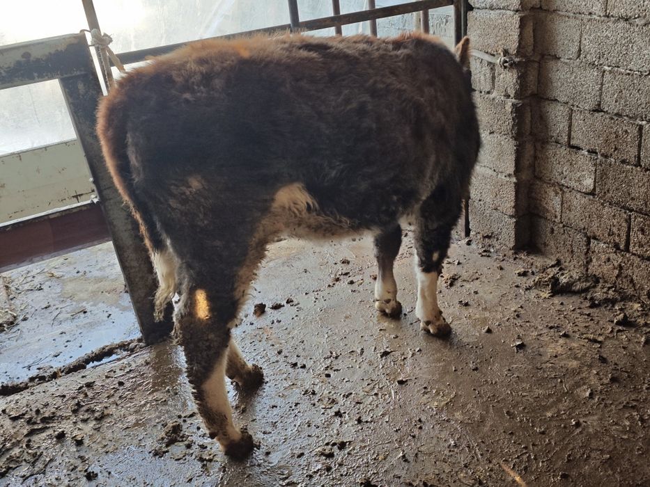 Букача 2, Гунажин 1.