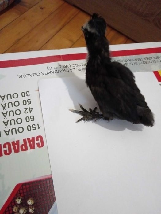 Декоративни пиленца