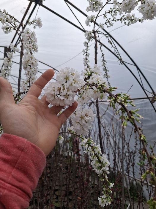 Плачеща японска вишна snow fountain