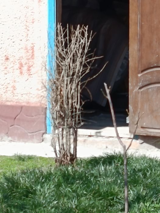 Гранат плодоносит