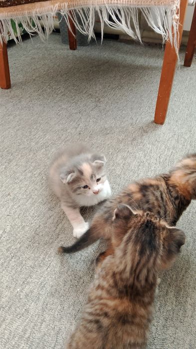 Отдам в добрые руки