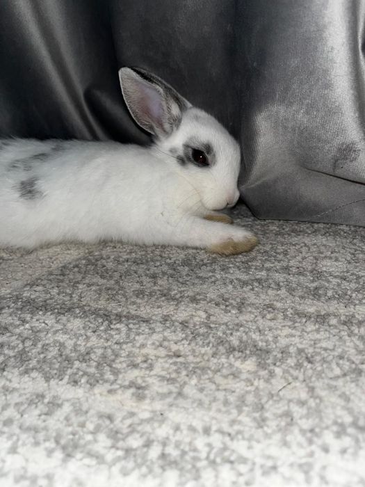 Кролик  мальчик ручной