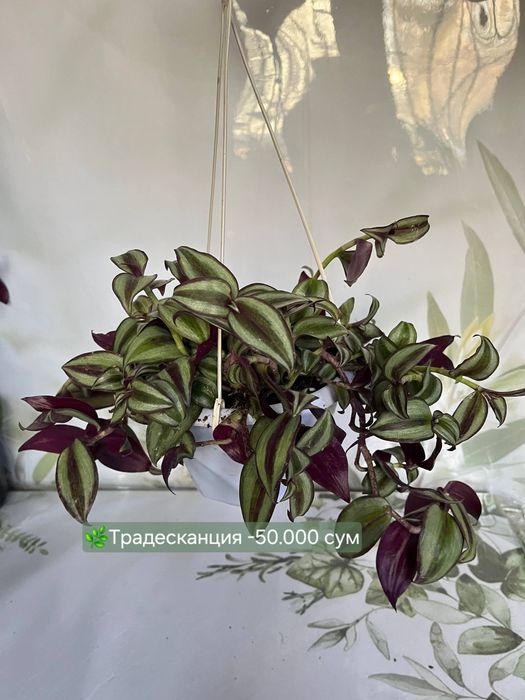 Муррайя, Пеперомия, Пахира и др