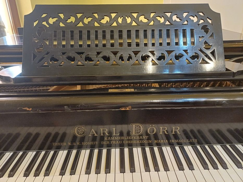 Pian vienez cu coada scurta