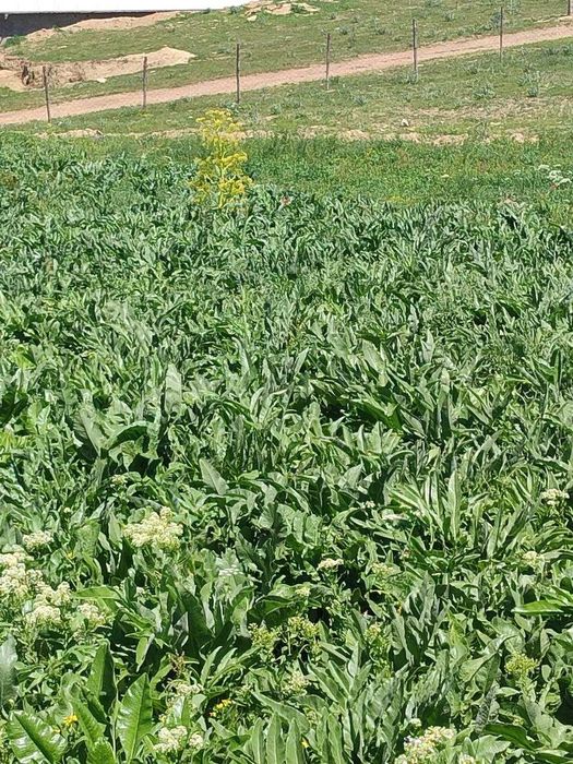 Ko'histon uljon kovrak urug'i