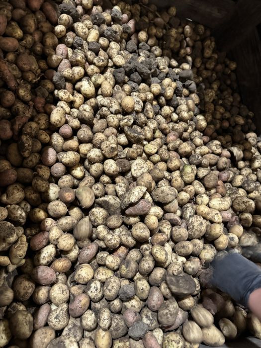 Vand cartofi calibru mic