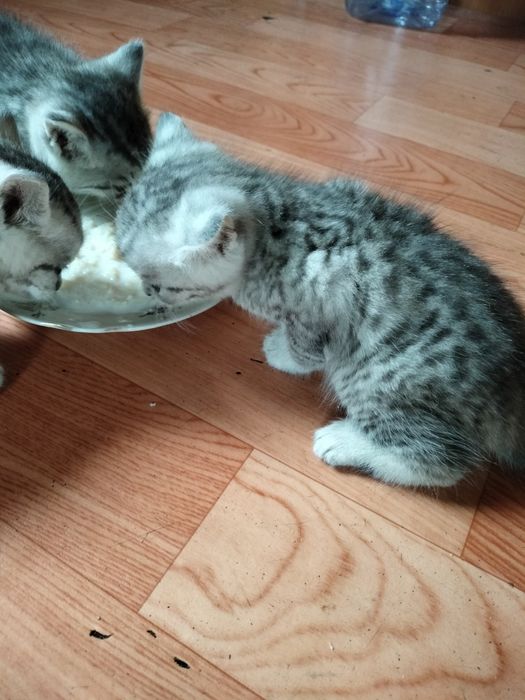 Отдам котят в добрые руки