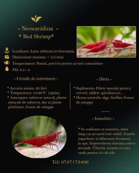 Sewellia/Ciclide Parrot Blue/Guppy Red tuxedo Koi/Creveti rosii/Pesti ornamentali acvariu