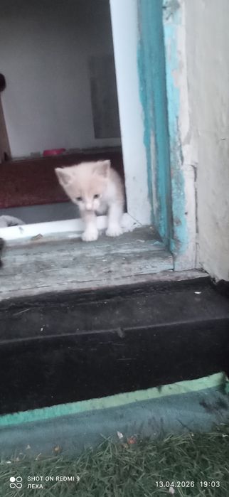 Отдам котят в хорошие руки