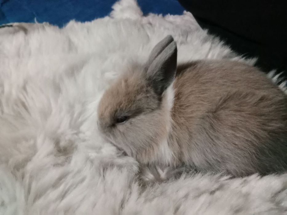 Кролики,2 месяца