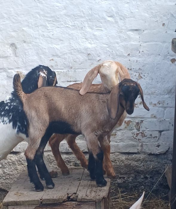 Козлята Нубо Биталы
