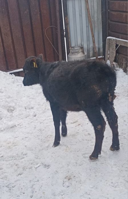 Продам телку июльская