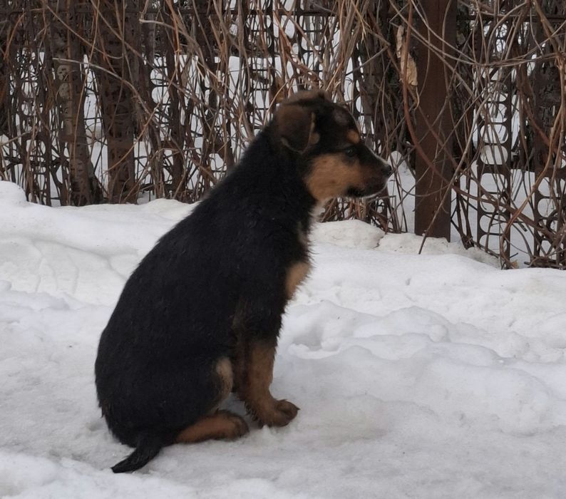 Щенки мальчик и девочка