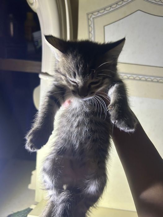 котенок отдам добрые руки