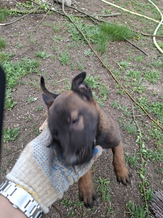 Бельгийски овчарка малинуа