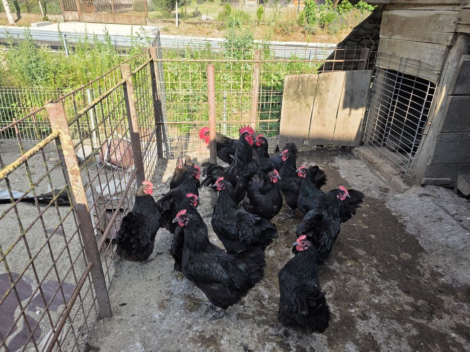 Gaini de rasa Australorp negru