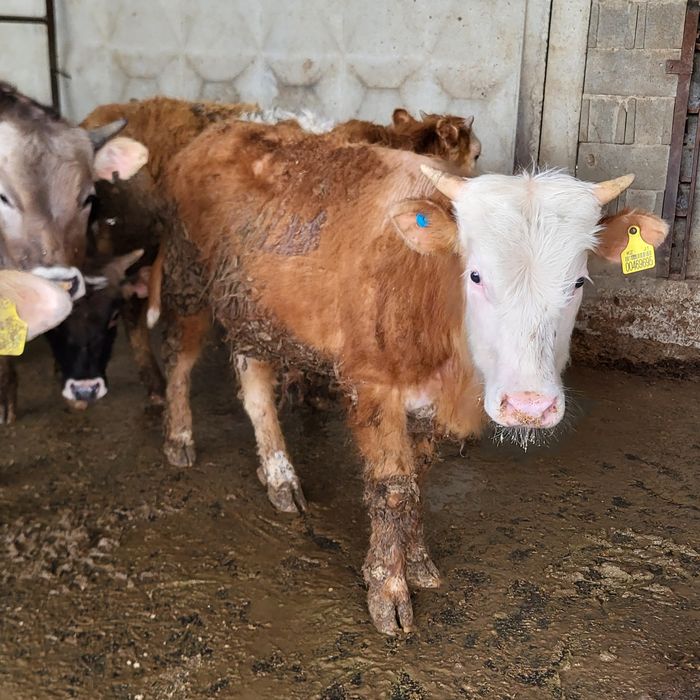 Продам 5 голов бычков