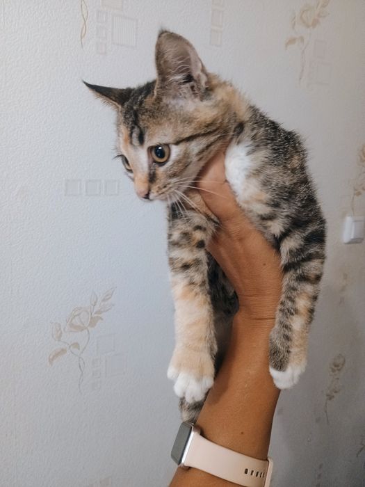Отдам котенка в добрые руки