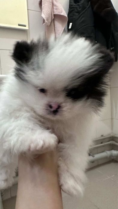 Продам мини шенка