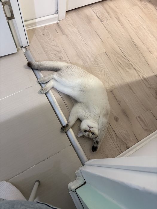 Котенок кот мальчик 8 месяцев