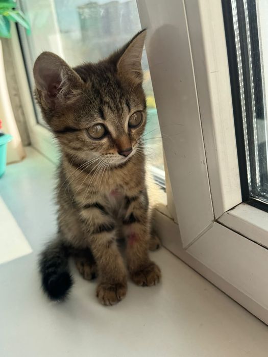 Котенок бесплатно