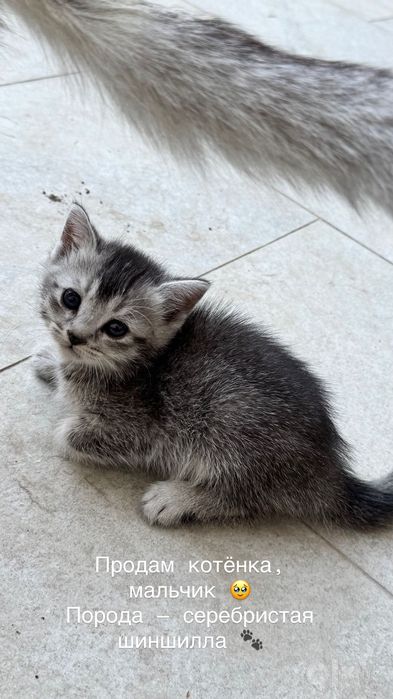 Отдаем кошек 1,5 месяца