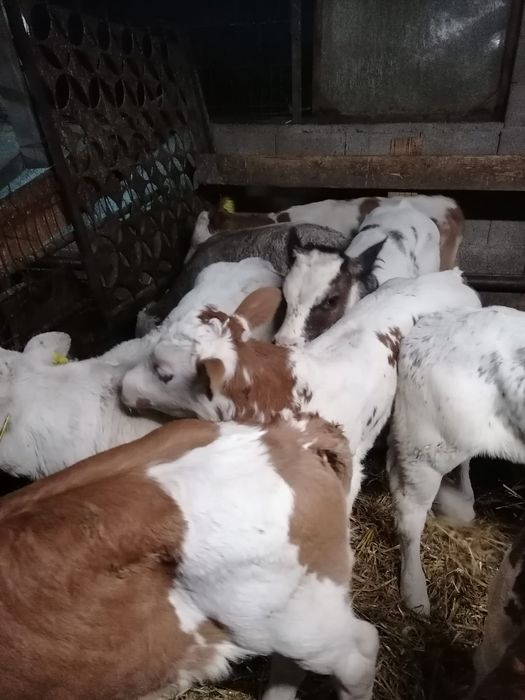 Vând viței și vitele sugari