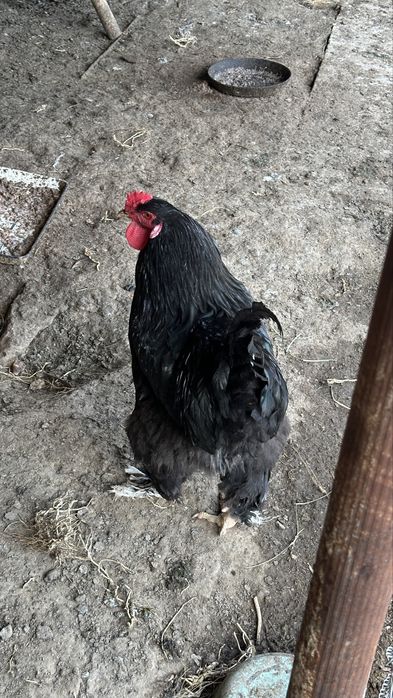 Брама кораз таза канды