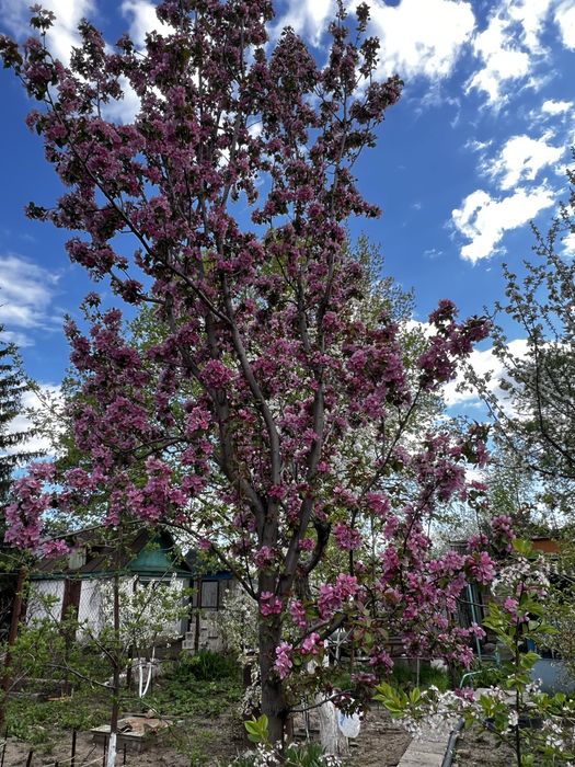 СРОЧНО!!!Продам дачу мечты