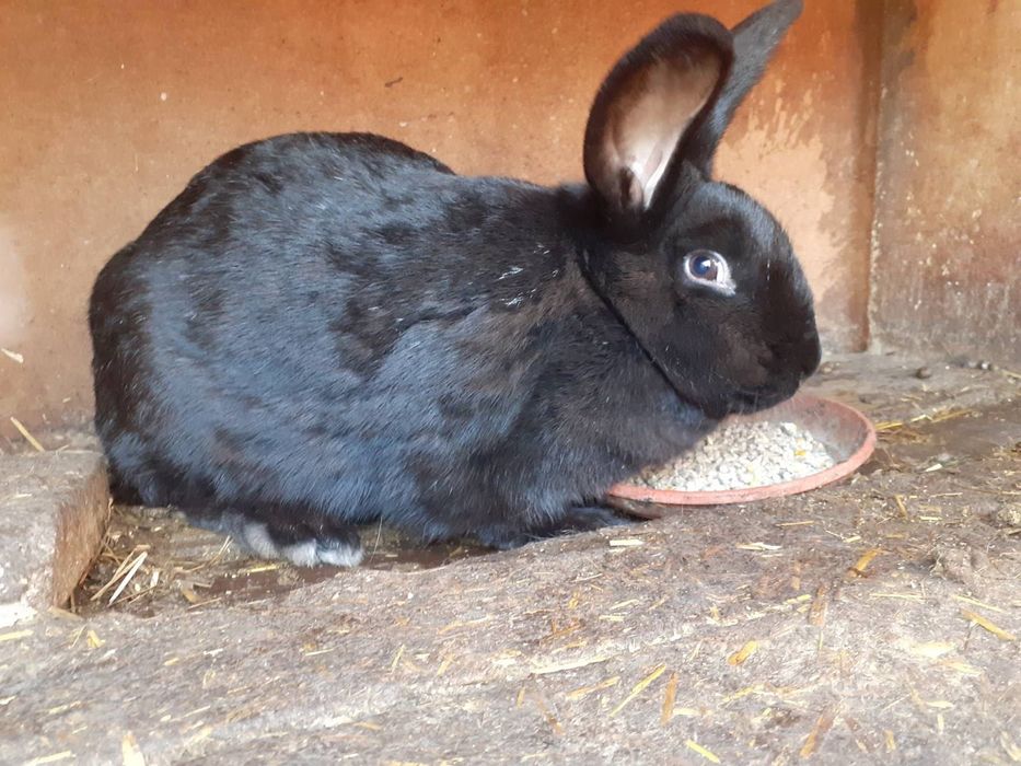 Зайци за продажба