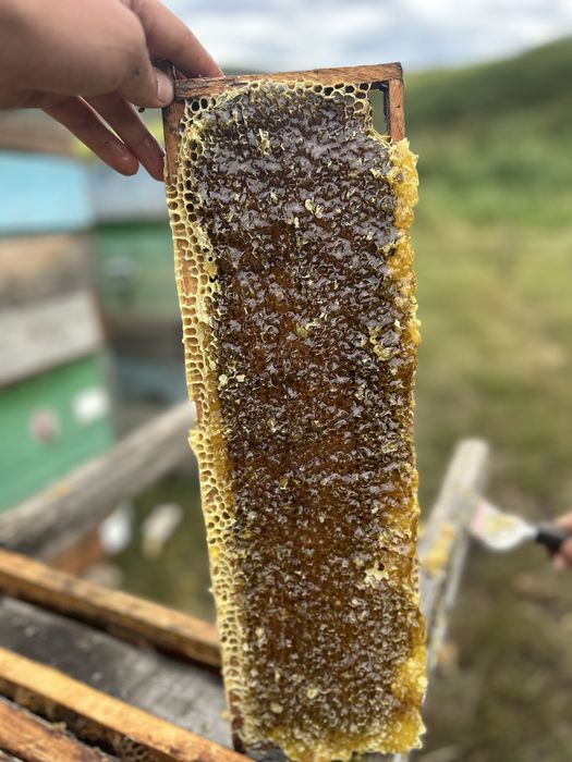 Продам мёд Катонски