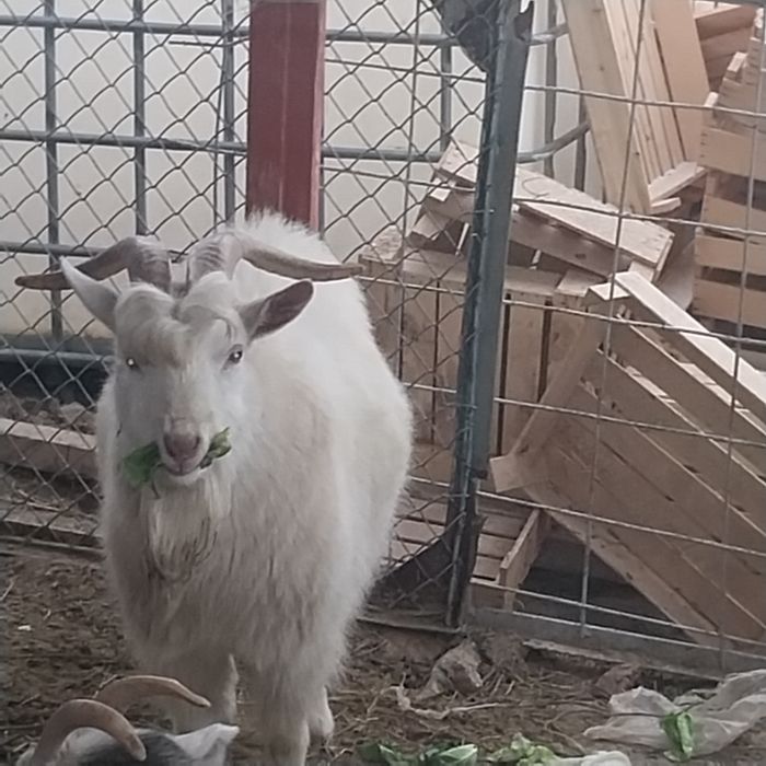 Срочно продам зааненская коза