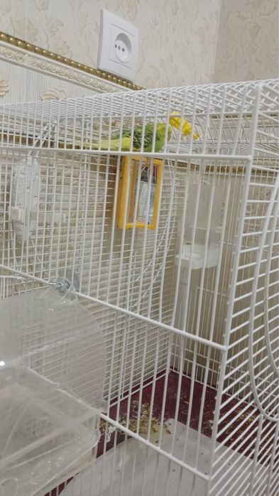 Продается попугай с клеткой,кормом …