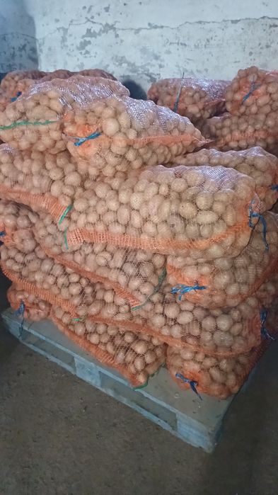 Cartofi consum, sămânță si pentru animale ( albi și rosii  )