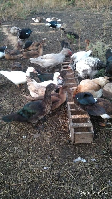 Утки, индоутки .