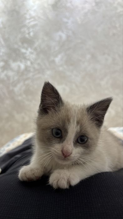 Котенок мальчик в добрые руки