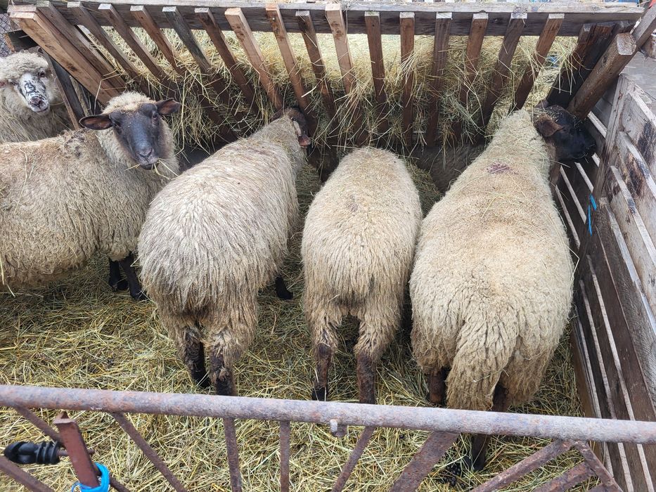 Vând oi suffolk tinere