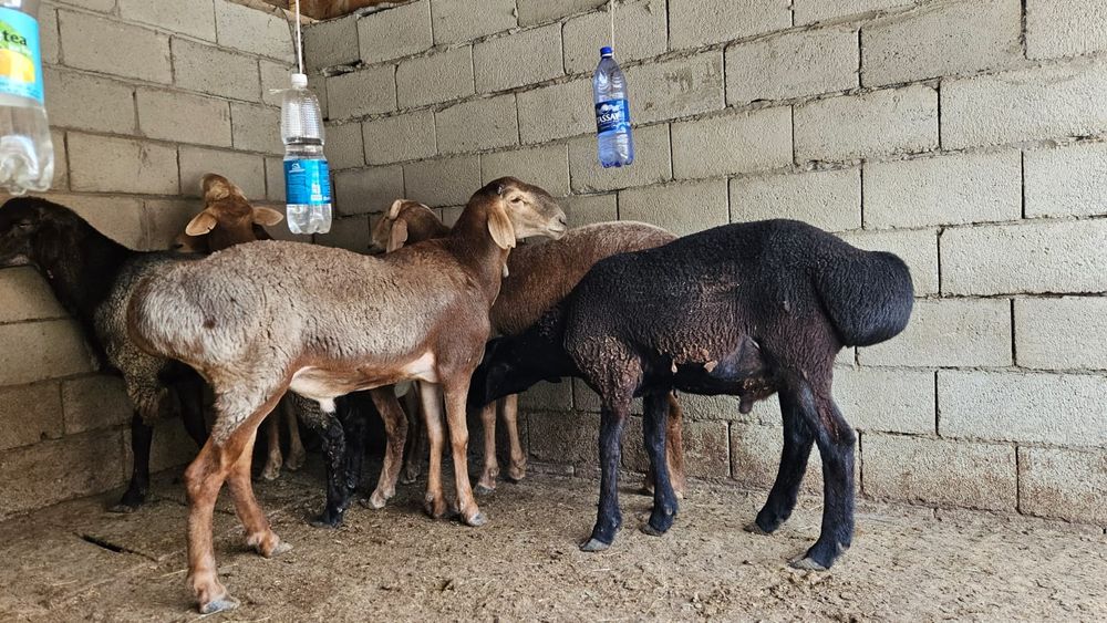 Продаются бараны жирные