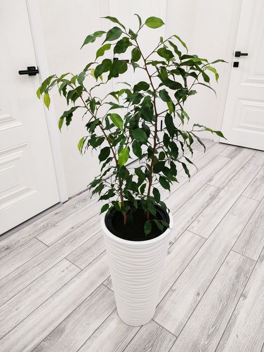 Цветы. Растения. Доставка