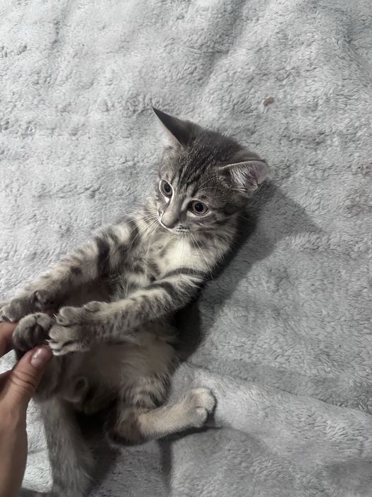 Отдам котят в добрые руки